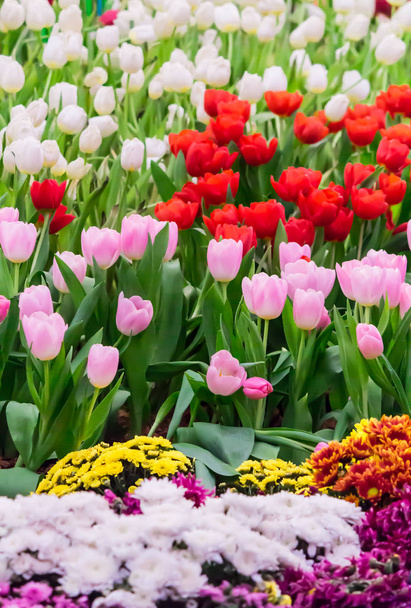Colorful tulips and flowers blooming in cozy garden. - Foto, Imagen