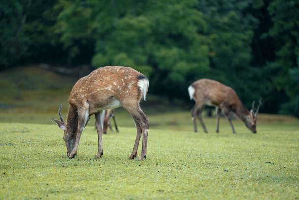 Ciervos en el parque de Nara
.  - Foto, Imagen