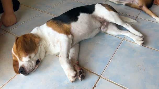 Beagle liggend op de vloer met eigenaar naast zit - Video