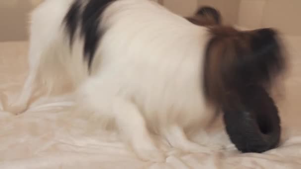 junger Hund züchtet Papillon Continental Spielzeug Spaniel nagt Gummireifen - ein lustiger Reifenwechsel Stock Footage Video - Filmmaterial, Video