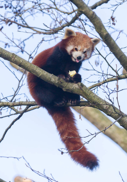 Panda červená, jíst jablko - Fotografie, Obrázek