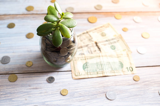 Money tree in a glass jar on a wooden background - Photo, Image
