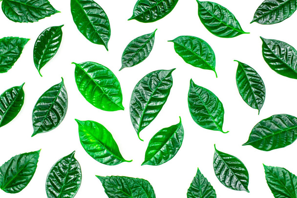 natürlicher Hintergrund mit grünen Blättern auf weißem Hintergrund. natürliche Textur flache Lay Draufsicht - Foto, Bild
