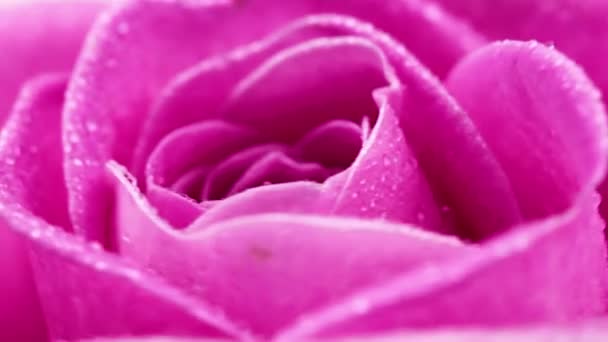 Обертається рожева троянда з краплями води крупним планом макро
. - Кадри, відео