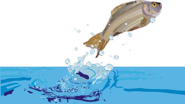 Illustration with fish - Vector, Image