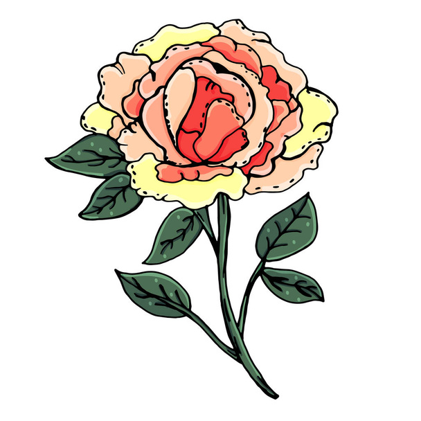 Pfingstrosen. schöne Blumen. manuelle Zeichnung. Frühling. eine Reihe von Pflanzen. für Postkarten, Einbände.  - Vektor, Bild