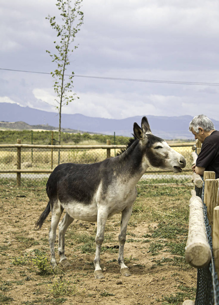 donkey in stal - Foto, afbeelding