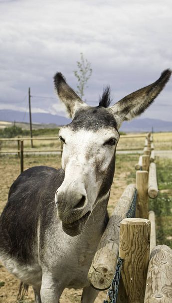 Donkey in stable - Photo, Image