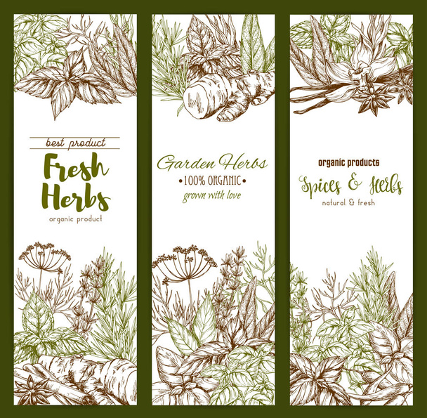 Spices and herbs farm store vector sketch banners - Vector, Image