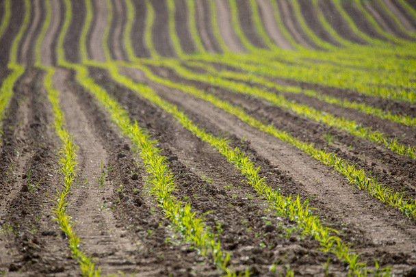 spring plowed field curves - Photo, Image