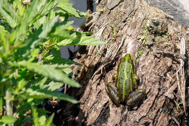 Beautiful marsh frog, European wildlife - Photo, Image