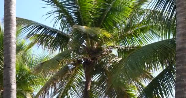 Palm trees, sunny tropical holiday weather with blue sky - Footage, Video