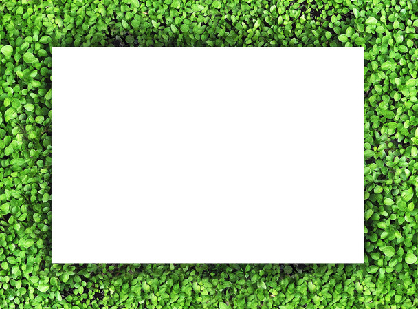 Summer green frame of grass - Photo, Image