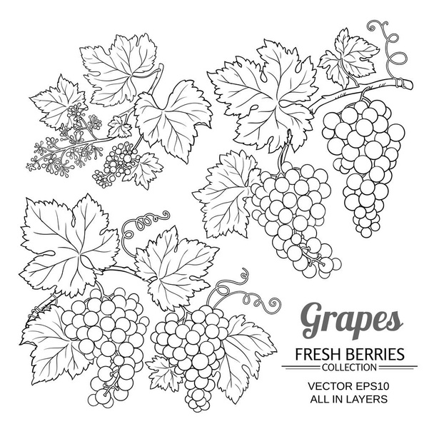 juego de vectores de uvas
 - Vector, imagen