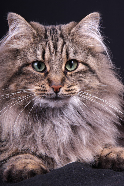 ノルウェーのメス猫の肖像画 - 写真・画像