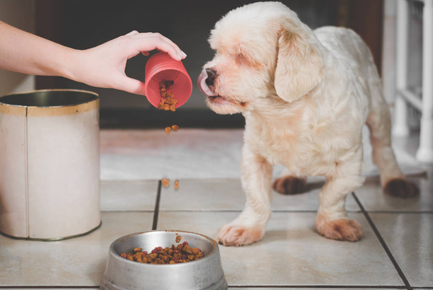 Pouring ration on the bowl for the dog.  - Foto, immagini