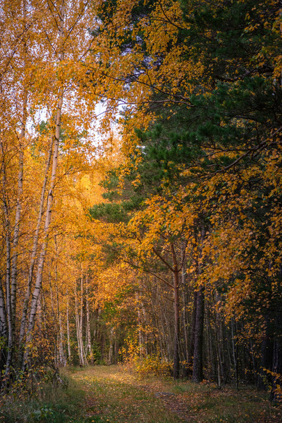 Forrest őszi színek - Fotó, kép