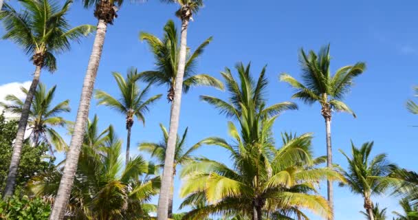 Palmiers, beau temps des vacances tropicales ensoleillées avec ciel bleu
 - Séquence, vidéo
