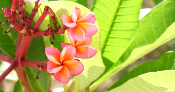 Tropical beautiful colorful flowers in sunny summer day, tropic vegetation - Footage, Video