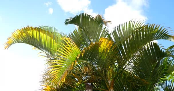 Pálmafákkal, trópusi napos időjárás, kék sky - Felvétel, videó