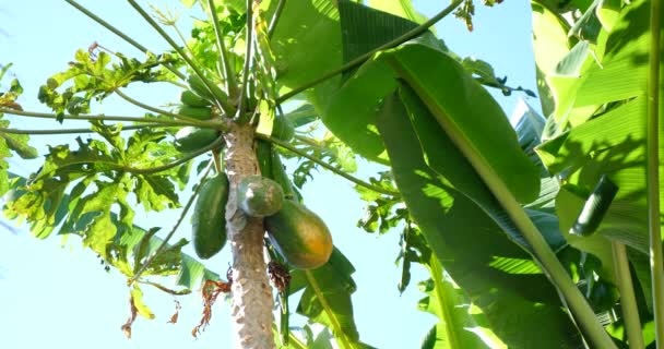 Papája strom s visícími plody ve farma zahradní, organické zemědělství banda plody větve s tropické ovoce zralé, bio fair trade chemické zdarma - Záběry, video