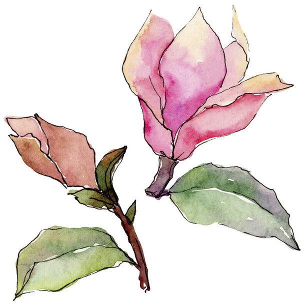 Wildflower magnolia λουλούδι σε στυλ υδροχρώματος απομονωμένες. - Φωτογραφία, εικόνα