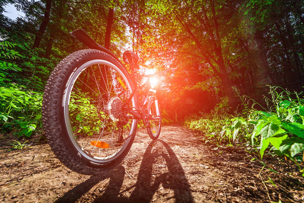Hegyi kerékpározás az erdőben. - Fotó, kép
