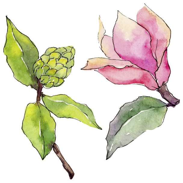 Flor de magnolia silvestre en un estilo de acuarela aislado
. - Foto, imagen