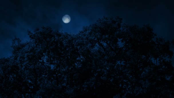 Grand arbre avec lune au-dessus
 - Séquence, vidéo