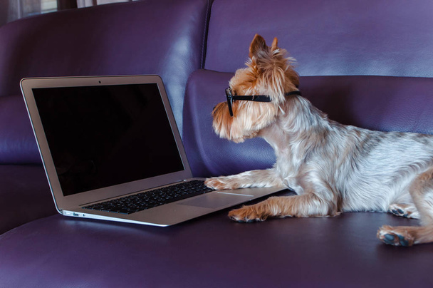 Firmy psa w pracy. Niewiele piękne rasy yorkshire terrier w okularach za pomocą laptopa leżąc na kanapie w pomieszczeniu. - Zdjęcie, obraz