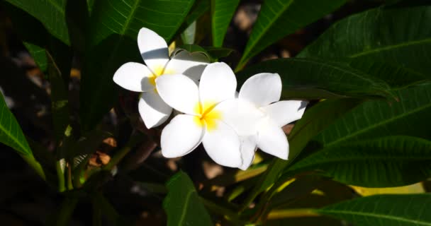 tropisch schöne bunte Blumen an sonnigen Sommertagen, tropische Vegetation - Filmmaterial, Video