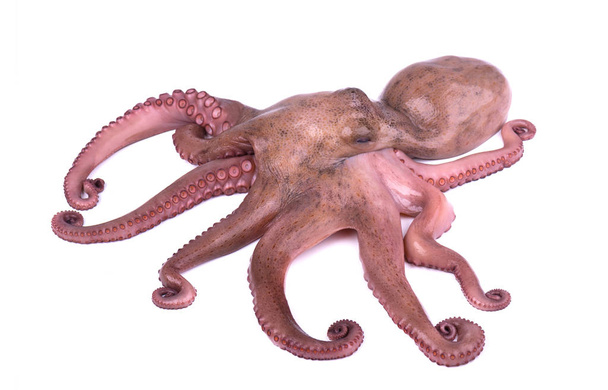 Octopus isolado sobre fundo branco. Tentáculo de polvo. Fechar.
 - Foto, Imagem