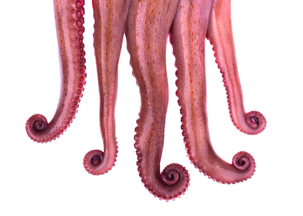tentakels van de octopus geïsoleerd op witte achtergrond - Foto, afbeelding