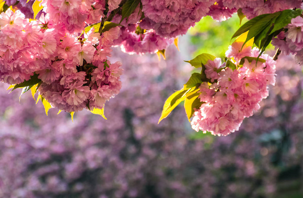 Sakura flower blossom in springtime - Foto, Imagem
