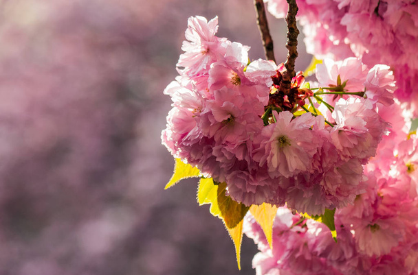Sakura flower blossom in springtime - Φωτογραφία, εικόνα