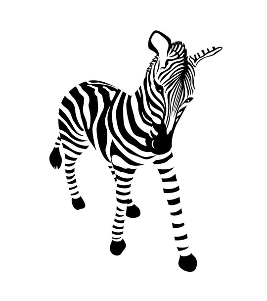 Striped black and white Zebra.  Wild animal texture. Vector illustration isolated on white background. - Vetor, Imagem