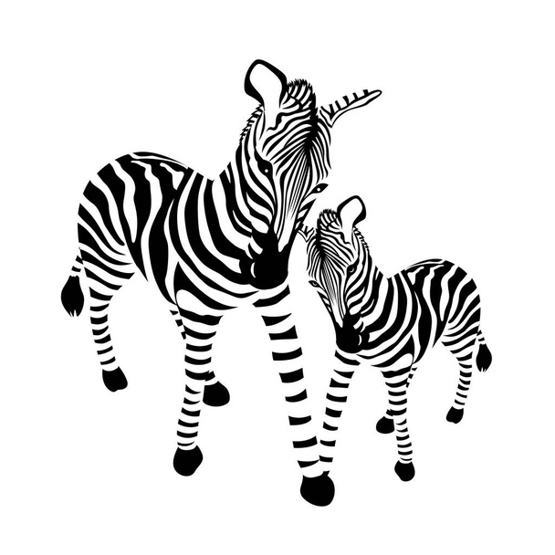 De familie van de Zebra, gestreepte zwart-wit. Wild dier textuur. Vectorillustratie geïsoleerd op witte achtergrond. - Vector, afbeelding