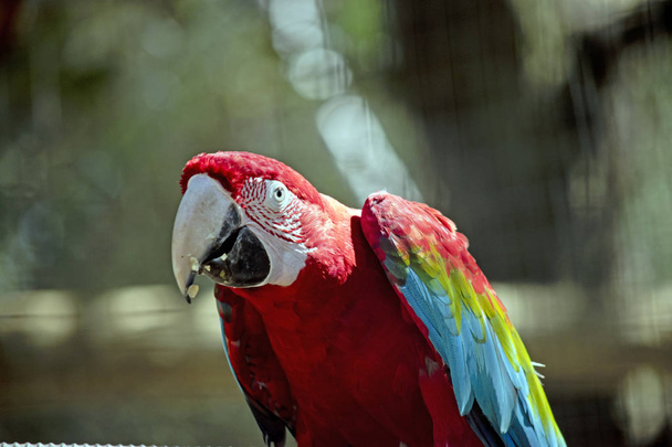 Ara papagáj - Fotó, kép