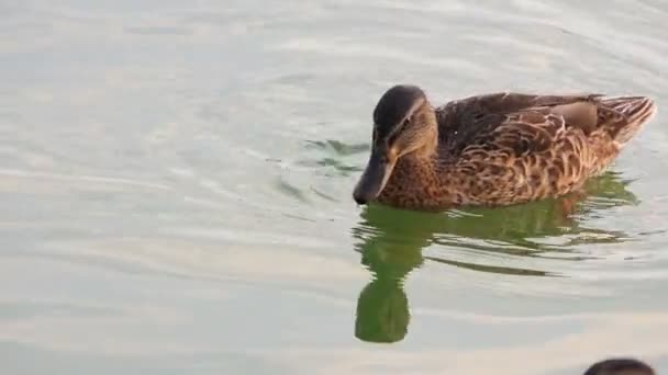 Одна качка плаває і шукає їжу в озері
 - Кадри, відео