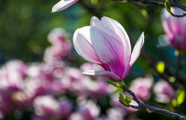 Magnolia flower blossom in spring - Foto, immagini