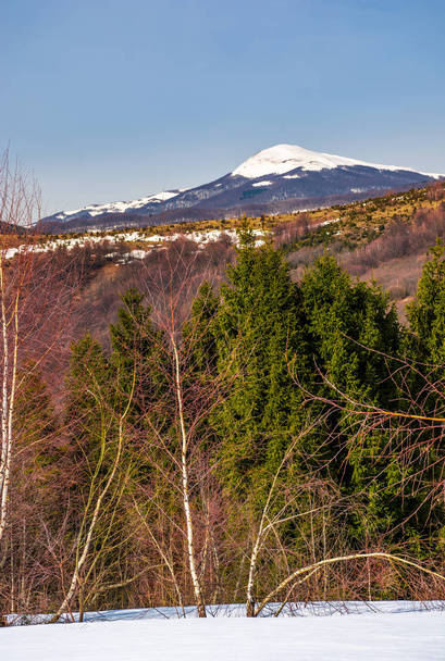 birch and spruce on snowy hills in Carpathians - Foto, Imagen