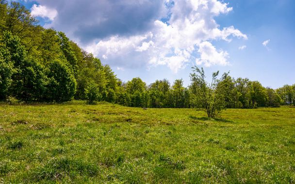 birch forest on grassy slope - Φωτογραφία, εικόνα