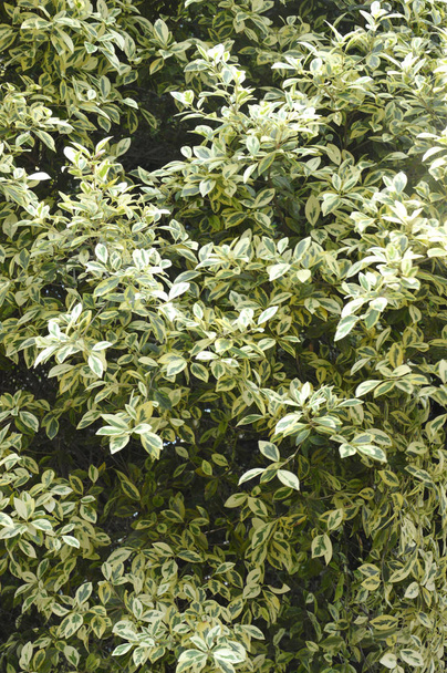 White Elm's variated leaves (Ulmus parvifolia 'Variegata') - Photo, Image