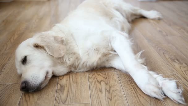 vida feliz de animais de estimação na família. um cão encorpado feliz, um golden retriever está descansando, deitado no chão da cozinha
. - Filmagem, Vídeo
