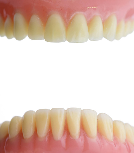 Gomme à dents anatomie de la bouche humaine.Isolé sur fond blanc
. - Photo, image