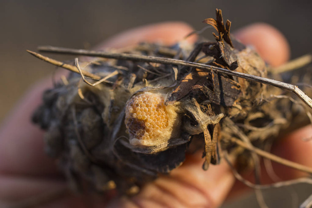 Colocação de ovos do inseto no cone do pinheiro. Casulo danificado. Ovos de aranha-alimento para insetos predadores
. - Foto, Imagem