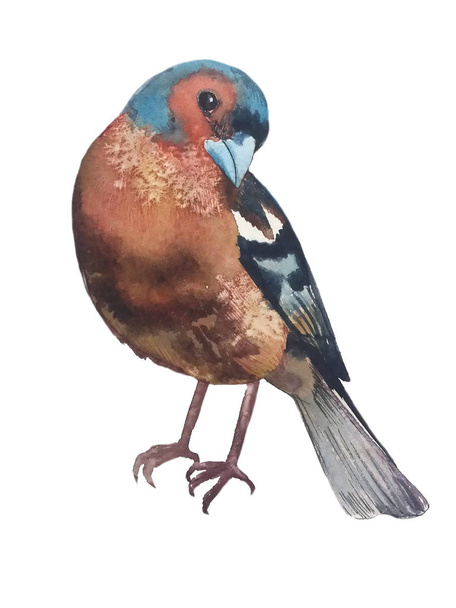 a bird Finch with a blue-orange face with a bright blue beak sits turning its head to the right, watercolor painting - Zdjęcie, obraz