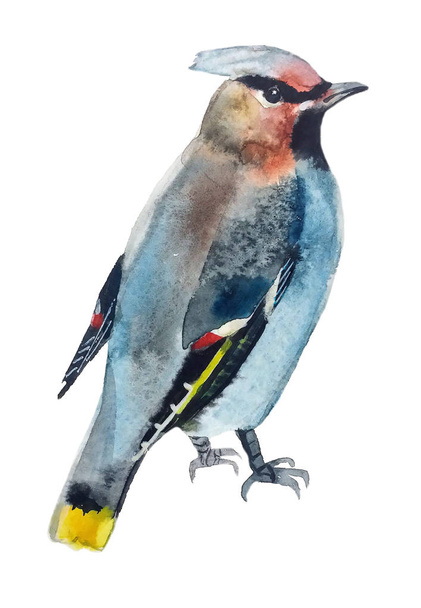 pássaro de depilação azul com um rosto vermelho com uma barra preta senta-se, virando à direita, pintura aquarela
 - Foto, Imagem