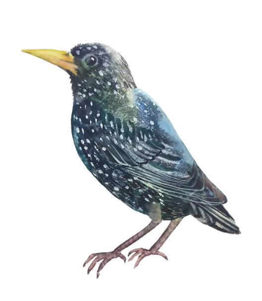 Starling with white spots and a bright yellow beak sits turned to the left watercolor painting - Φωτογραφία, εικόνα