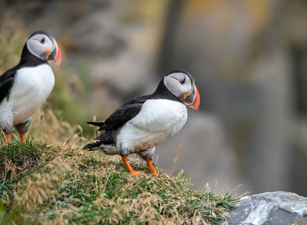 The Atlantic puffin, also known as the common puffin  - Foto, imagen